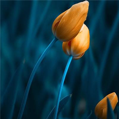 开元ky7818老版本app下载